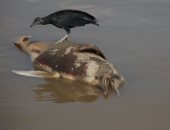 مياه البحيرات تغلى.. نفوق مئات الدلافين بالأمازون بسبب الحرارة "صور"