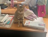 قطة مصرية تقتحم يوم العمل فى السفارة الألمانية بالقاهرة.. صور