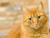 قط يتسبب فى غرامات ومواجهة قضائية.. اعرف قصة ريمى العجيبة فى فرنسا