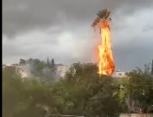 صواعق البرق تحرق الأشجار والنخيل وسط إسرائيل.. فيديو