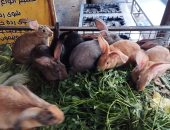 البط والأرانب بكام؟.. أسعار الطيور البلدى اليوم فى أسواق الإسكندرية