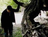 جينيس توثق أقدم شجرة عنب حية فى العالم بعمر 416 عاما فى التبت