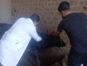 تحصين 67,277 رأس ماشية ضد الحمى القلاعية وتنفيذ 102 ندوة و843 زيارة بأسيوط