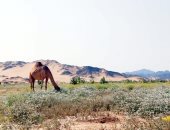 الدئيب وادى منخفض جنوب صحراء البحر الأحمر.. لوحة خضراء مع حلول الشتاء بفضل السيول.. تسكنه الحيوانات البرية وظهر به الضبع المرقب النادر.. ارتباط السكان بالرعى يكشف سر خصوبته.. والعشار أشهر نباتاته الطبية.. صور