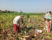 فرحة فى غيطان الشرقية بموسم حصاد القلقاس.. صور