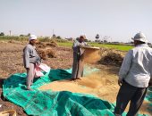 رحلة حصاد المحصول الذهبي.. السمسم يزين حقول القليوبية