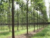 20 فائدة بيئية لزراعة شجر الباولونيا فى أطراف المدن