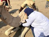 محافظة الجيزة تطلق قوافل بيطرية مجانية لرعاية الخيول والجمال بمنطقة الأهرامات