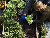 7 معلومات يجب معرفتها قبل زراعة حديقة منزلك فى الويك إند