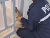 ذئب يقتحم مبنى دائرة المياه فى مدينة الفلوجة العراقية.. فيديو