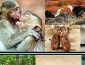 الأسبقية للحيوانات.. دراسة إسبانية تكشف تاريخ أول قبلة قبل 21 مليون سنة