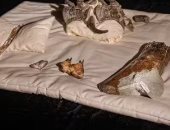 قبل 121 مليون عام.. أحفورة عملاق مفترس بأستراليا تقلب نظريات تطور الديناصورات