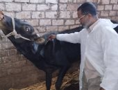 بيطرى سوهاج تحصين 6037 رأس ماشية فى يوم واحد بسوهاج