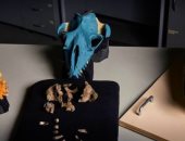 العثور على بقايا مفترس بحرى عاش قبل أكثر من 26 مليون عام يكشف تاريخ الحيتان