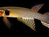 انقرض قبل 20 عامًا.. ظهور مفاجئ لنوع من الأسماك فى بوليفيا