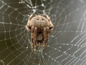مئات الآلاف من العناكب تحكم كهفا ساما.. اكتشاف أكبر شبكة عنكبوت فى العالم