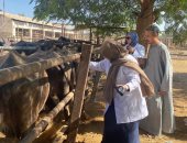 تحصين 94,406 رأس ماشية عبر 1,288 فرقة بيطرية خلال 4 أسابيع بأسيوط