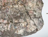 شاكيرا اكتشاف مذهل بعالم الحفريات.. سلحفاة عمرها 13 مليون سنة تكشف سرا جديدا