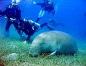 مرسى علم.. مالديف مصر تجمع بين الطبيعة البكر والمواقع البحرية النادرة والشواطئ الهادئة.. وتحتضن القلعان وصمداى ومرسى مبارك وبحيرة النيزك ووادى الجمال والسلاحف والدلافين والدوجنج وملاذ لمحبى الغوص والسفارى.. صور