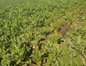 البنجر نوّر فى غيطان الشرقية.. مدير عام الزراعة بالمحافظة: يزرع على 3 عروات ومدة بقائه فى الأرض 210 أيام حسب العروة.. ويؤكد: نستهدف زراعة 50 ألف فدان هذا العام.. وإنتاجية الفدان تصل إلى 30 طنا.. صور