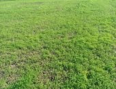 «الذهب الأخضر» يزدهر فى الشرقية.. سعر طن الكتان يتخطى 120 ألف جنيه.. الزراعة: إجمالى المستهدف زراعته هذا العام 4600 فدان بزيادة قدرها 400 فدان عن العام الماضى.. وصناعة المنسوجات والزيت الحار أبرز استخداماته