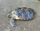 وزارة البيئة: العثور على سلحفاة بحرية ومصادرة 4 بجعات بالسويس