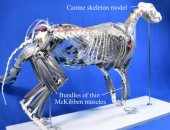 باحثون يطورون نموذج روبوت مستوحى من حركة الكلاب لتعزيز مرونة المشى