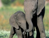 الأفيال أكثر الحيوانات رومانسية وحنية.. تملك عاطفة استثنائية كالبشر 