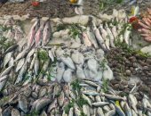 زحام في سوق السمك ببورسعيد وإقبال على شراء الأكلات البحرية.. فيديو