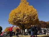 الخريف يكسو اليابان بألوانه.. غصون الأشجار ترسم أجمل لوحات الطبيعة