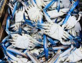 المرجان بـ40 جنيها.. أسعار الأسماك فى كفر الشيخ الجمعة 28 نوفمبر 2025