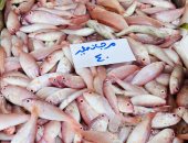 كيلو البلطي بكام؟.. أسعار الأسماك بكفر الشيخ اليوم السبت 29 نوفمبر 2025