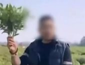 نهب جماعى لحقول الفلفل فى الصين بسبب منشور مزيف على وسائل التواصل