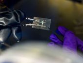 باحثون يطورون مواد جديدة لشاشات OLED قابلة للتمدد تمامًا