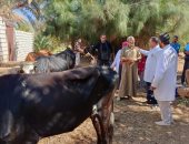 تحصين 200 ألف رأس ماشية فى الجيزة ضمن الحملة القومية للحفاظ على الثروة الحيوانية
