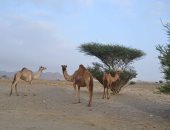 كيف يستقبل أهالى جنوب البحر الأحمر موسم الشتاء؟.. مشاهد فرح وعودة حياة إلى الأودية والسهول.. أمطار غزيرة وسيول تتبعها خضرة ومراعٍ.. ونشاط كبير فى حركة الرعى والأسواق والطقوس التراثية.. صور