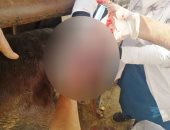 جراحة ناجحة لعجل يعانى من مغص منذ 4 أيام فى الغربية.. صور