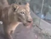 لبؤة تقتل رجلاً اقتحم حظيرتها فى البرازيل.. فيديو