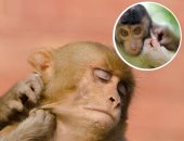 دراسة: قرود المكاك تستطيع النقر على إيقاع موسيقى ثابت