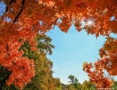 ألوان بديعة ولوحات من صنع الطبيعة.. الخريف يزين حدائق الصين