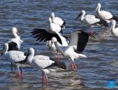 الطيور المهاجرة تزين بحيرات الصين