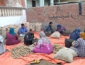 القليوبية تستعد لزراعة العروة الصيفية لمحصول البطاطس.. المزارعون يبدأون التجهيز للزراعة على مدار 50 يوما.. تنطلق أول ديسمبر حتى منتصف يناير.. ورئيس جمعية البطاطس بالمحافظة: قلة المساحة المنزرعة بسبب تدنى السعر