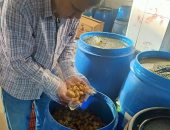 ضبط طن أغذية غير صالحة ومخالفة للمواصفات فى حملات بالمطرية وجمصة