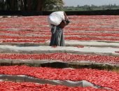 تجفيف الطماطم بالأقصر كنز المزارعين.. وتصديرها للخارج بالعملة الصعبة.. صور