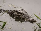 تماسيح في رشاح قرية الزوامل بالشرقية.. المحافظ يوجه بتحرك عاجل للبيئة والطب البيطري
