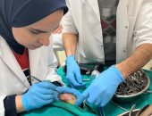 جراحة ناجحة لتثبيت كسر بعظم فخذ قط بمديرية الطب البيطري بالغربية