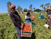 جنون الطماطم وعروض الفراولة.. كيف أعاد المناخ رسم خريطة أسعار الموسم الحالى؟