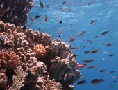 لهذه الأسباب أعلنت الحكومة منطقة الحيد المرجانى بالبحر الأحمر محمية طبيعية