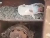 مشهد مؤلم يهز العراق.. العثور على رضيع مُلقى على طريق البصرة.. فيديو