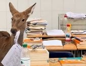 غزال يأكل أوراق امتحانات الطلاب فى إحدى المدارس بالصين.. فيديو